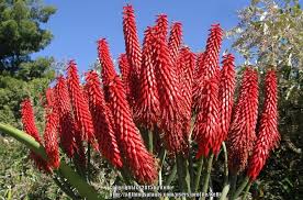 Image result for Aloe excelsa