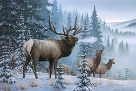 Storm S End Rocky Mountain Elk Wildlife Art Animal Art Wildlife Paintings
