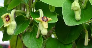 Image result for Aristolochia