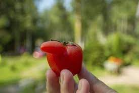 Making a stir fry or a salad. What Causes Unusual Tomatoes Explaining Tomato Fruit Deformities
