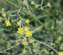 Image result for Helinus spartioides