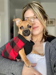 Weird chihuahua loves playing catch in snow
