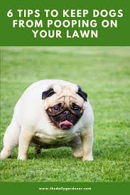 Here's 10 ways to keep dogs out of your garden or keep your pup from digging up your flowerbeds. 6 Tips To Keep Dogs From Pooping On Your Lawn