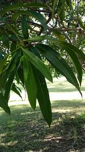 Image result for Oubanguia africana