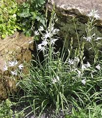 Image result for Anthericaceae