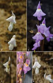 Image result for Utricularia simulans