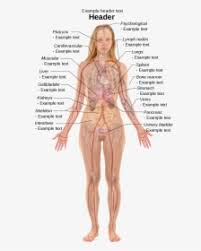 Internal anatomy of woman internal organs nursing. Female With Organs Woman Internal Body Parts Hd Png Download Transparent Png Image Pngitem