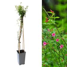 Image result for Jasminum beesianum