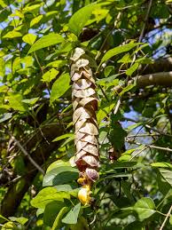 Image result for Gmelina