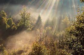 pin auf der herbst im hochschwarzwald