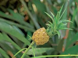 L Exotisme De L Ananas A Des Vertus Plantes Et Sante
