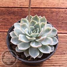 Maybe you would like to learn more about one of these? Echeveria Elegans Big Blue Succulents Australia Sales