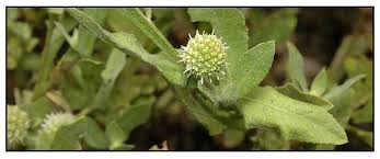 Image result for Sphaeranthus africanus