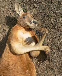 Daftar Togel Online Modal 25ribu Bisa Bermain Slot Sleeping Animals Kangaroo Kangaroo Facts