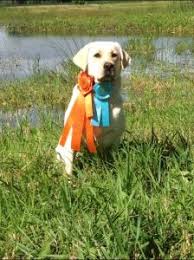 Maybe you would like to learn more about one of these? 5 Best Labrador Breeders In Texas 2021 We Love Doodles