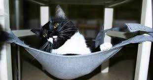 Hangematte Unterm Stuhl Fur Die Katze Einfach Selbstgemacht Katzen Hangematte Hangematte Fur Katzen Katzen