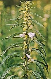 Image result for Sesamum calycinum