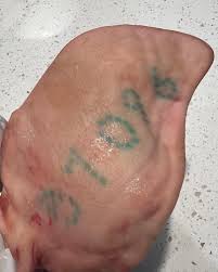 Image result for mold in the ear dog