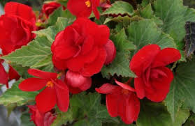 Types of red flowers list. 40 Types Of Red Flowers With Names And Pictures