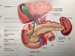 Want to learn more about it? Liver Gallbladder And Pancreas Diagram Quizlet