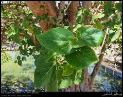 Image result for Ficus sycomorus