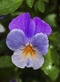 Viola Tricolor Wild Pansy Flower A Close Up Of A Wild Pansy Viola Tricolor Cove Sponsored Sponsored Affiliat Pansies Flowers Pansies Flowers Photography