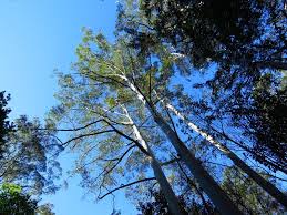 Image result for Eucalyptus saligna