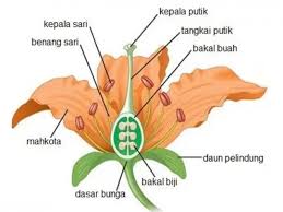 Maybe you would like to learn more about one of these? Bagaimana Perkembangbiakan Tumbuhan Dan Hewan