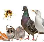 Société de dératisation à Rabat Maroc