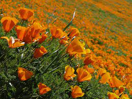 Curbside pickup · everyday low prices · savings spotlights Ca Native Plants For Drought Thirsty Bay Area Gardens Pacific Nurseries
