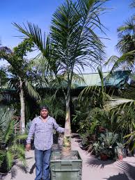 Image result for Gaussia maya