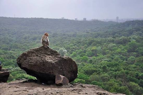 Visit Sanjay Gandhi National Park, Mumbai in Thane | Live the World