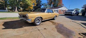 Image result for Tiger Gold 1965 GTO