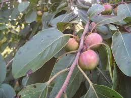 The common persimmon leaf is a glossy darker shade of green on its upper side, but a much paler hue of green underneath. Fruit Of The Gods Natural Arlington