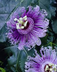 Good Friday Explained The Passion Flower Passion Fruit Plant Passion Flower Blue Passion Flower