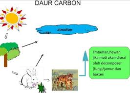 Dalam siklus ini terdapat empat reservoir karbon utama yang dihubungkan oleh jalur pertukaran. Daur Karbon Pengertian Siklus Proses Peran Struktur Jenis