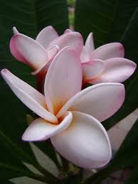 Pin On Flowers