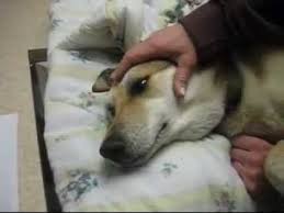 You know your dog best. Viewer Discretion Is Advised April 24 2007 Shadow Getting Put Down At The Vet Youtube