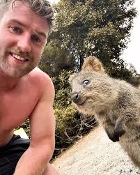 Quokka selfies 🥲 #rottnestisland #westenaustralia #quokkas #quokkaselfies
