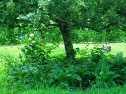 Just make sure the vegetables are situated to get enough sunshine. Planting Beneath Fruit Trees Heritage Rare Fruit Network