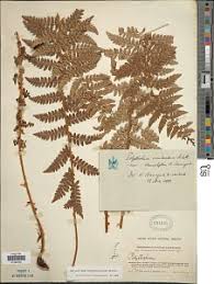 Image result for Polystichum sinense