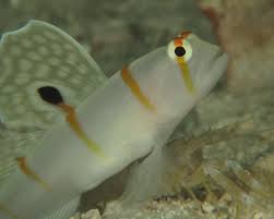 Image result for Lepidagathis randii