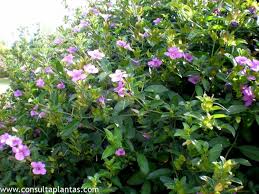 Image result for Barleria obtusa