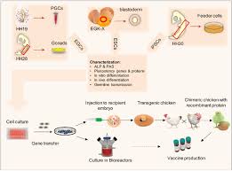 Maybe you would like to learn more about one of these? Chicken Pluripotent Stem Cell Lines As A Convenient Platform For Download Scientific Diagram
