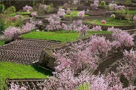 Cherry Blossoms In Hunza Gilgit Adventure Tours Rtw Travel Hunza Valley