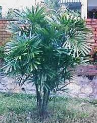 Pokok palas merupakan salah satu pokok yang terdapat di malaysia. Ooi S Flora Malaysiana Ver 1 0 Pmlgc01a Htm 2001