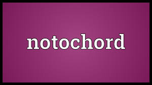 The notochord is a long, rodlike structure that develops dorsal to the gut and ventral to the neural tube. Notochord Meaning Youtube