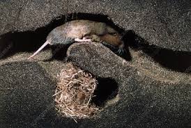 Bottae catalinae from the santa catalina mountains north of tucson, arizona. Cut Away View Of Botta S Pocket Gopher In A Burrow Stock Image Z918 0012 Science Photo Library