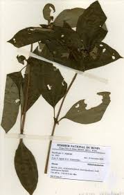 Image result for Dissotis littorale