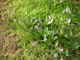 Image result for Ledebouria revoluta